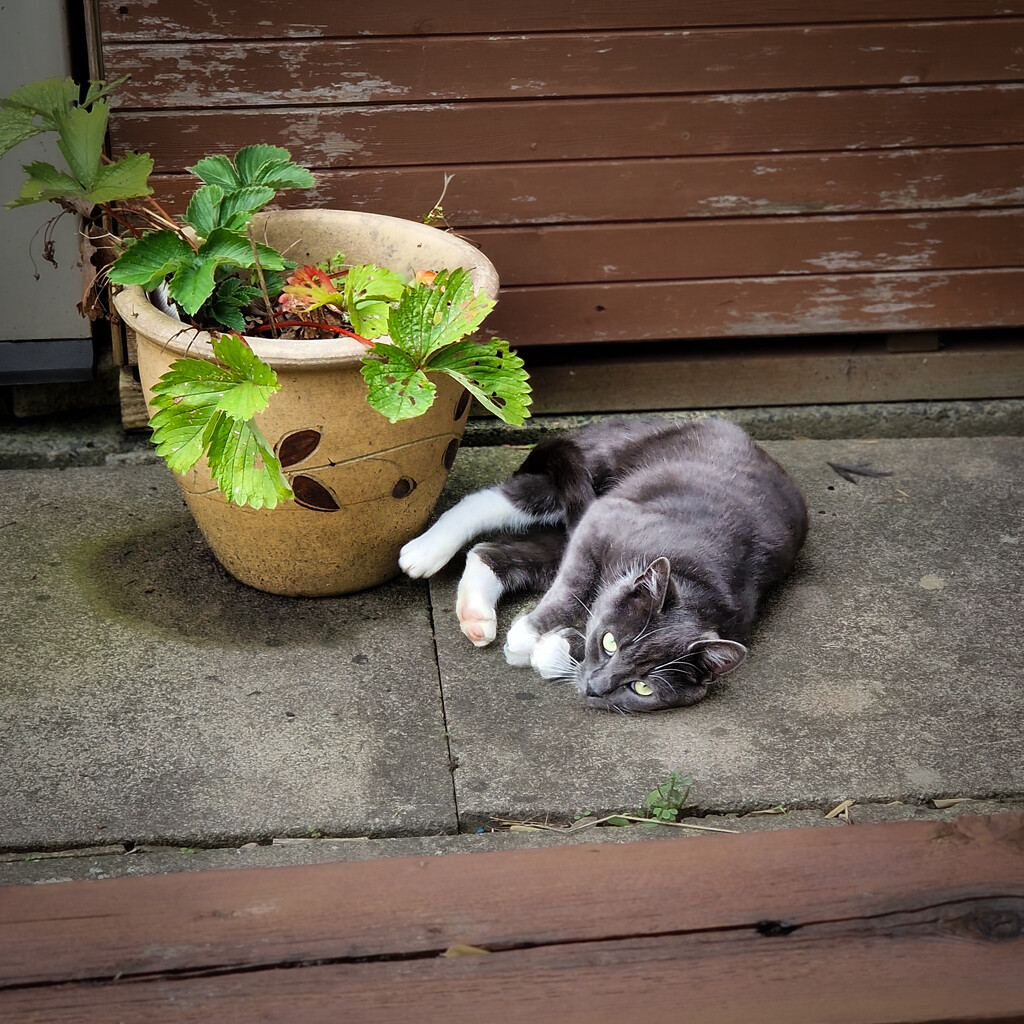 Another of our regular visitors by andyharrisonphotos