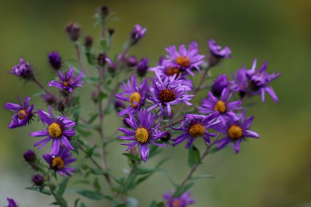 Roadside New England Asters by princessicajessica