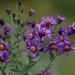 Roadside New England Asters