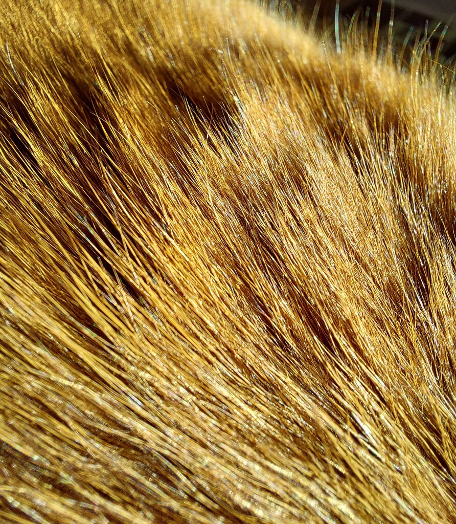 Cat fur close up by samcat