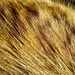 Cat fur close up