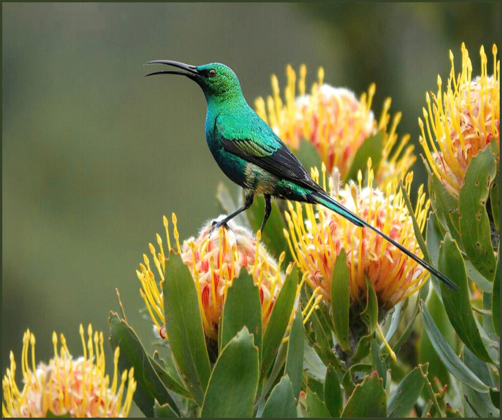 Happily chirping on the Pincushions by ludwigsdiana