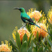 Happily chirping on the Pincushions