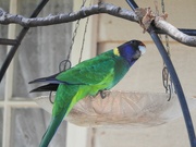 28th Sep 2024 - Ringneck Parrot aka 28s