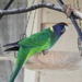 Ringneck Parrot aka 28s