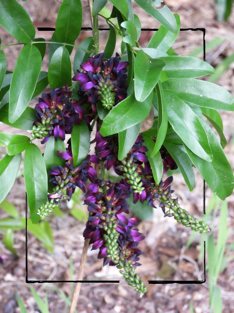 Millettia reticulata blooms by marlboromaam