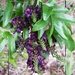 Millettia reticulata blooms