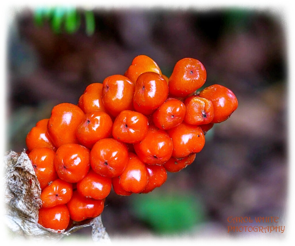 Lords And Ladies Berries by carolmw