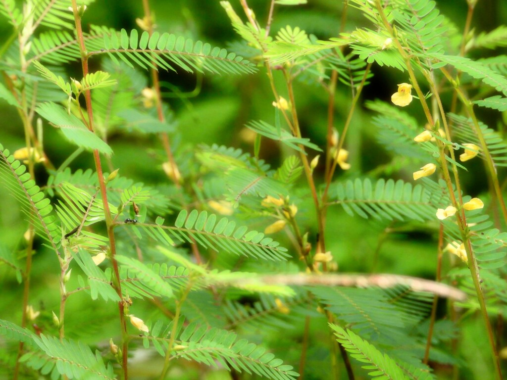 A little patch of Sensitive Partridge Pea... by marlboromaam