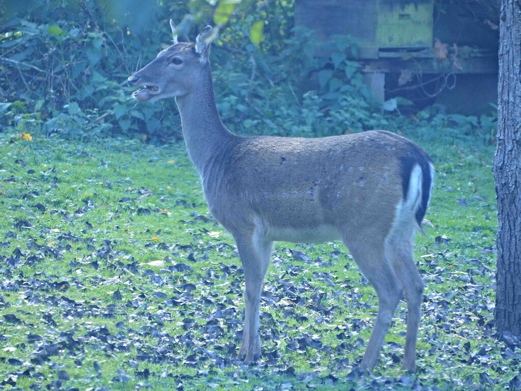 Fallow Deer by arkensiel