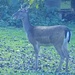 Fallow Deer