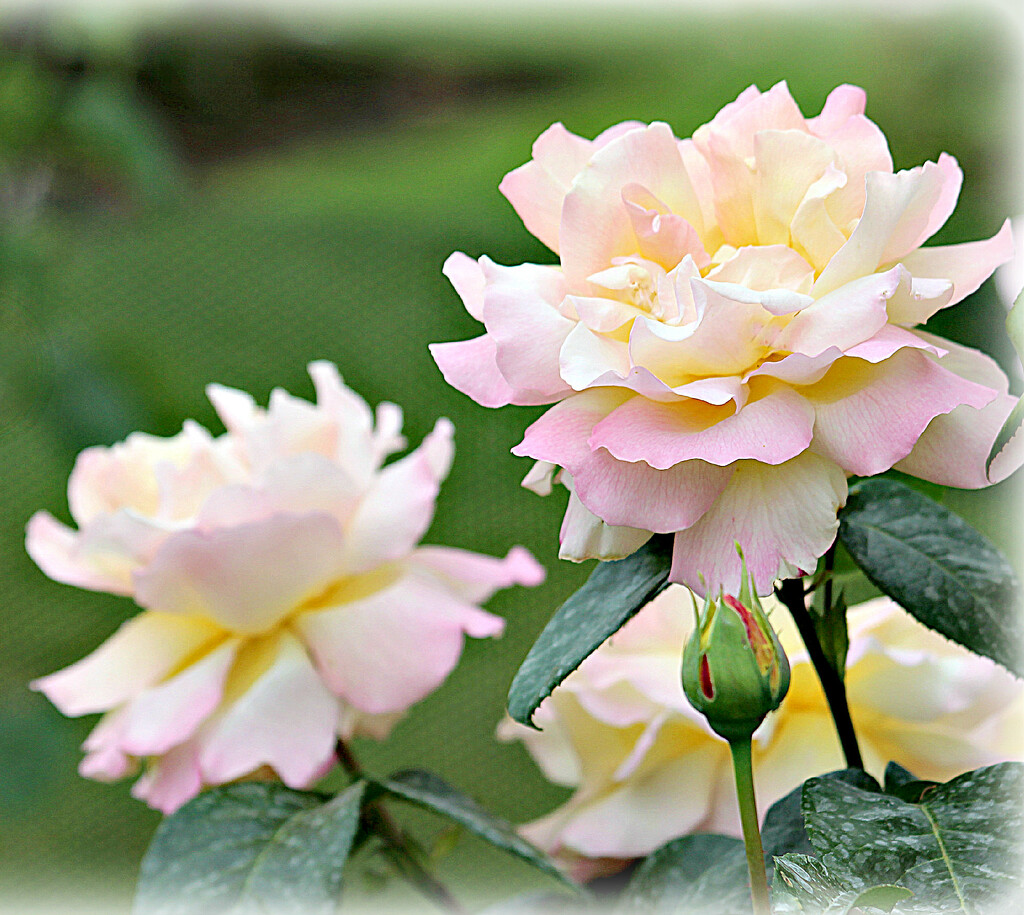 Flowers in Pastels.   by wendyfrost