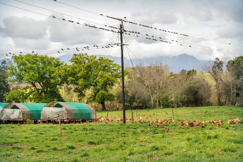 Chicken housing on the farm by ludwigsdiana