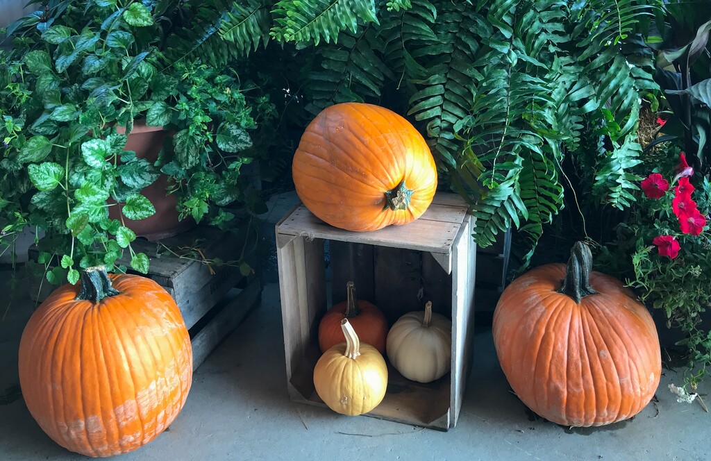 Pumpkin display by mittens