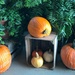 Pumpkin display