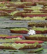 24th Sep 2024 - Victoria Amazonica