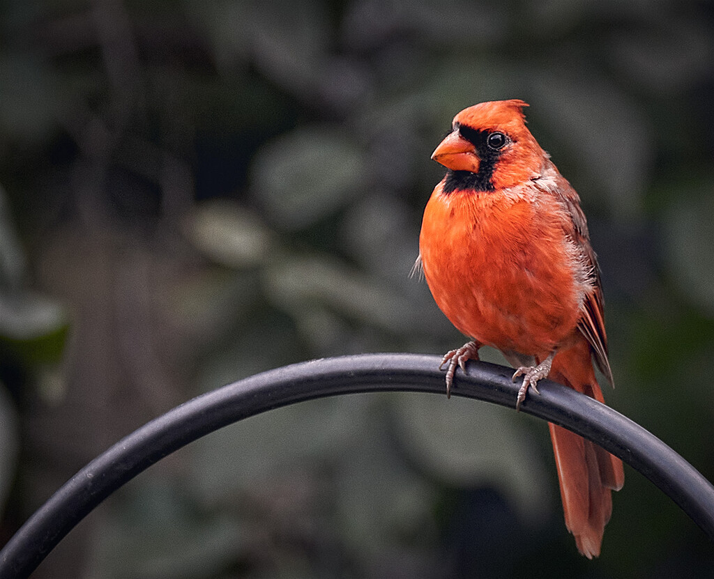 Mr. Cardinal by gardencat