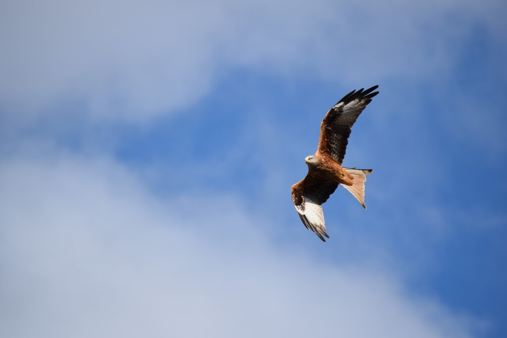 Red Kite by dragey74