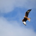 Red Kite