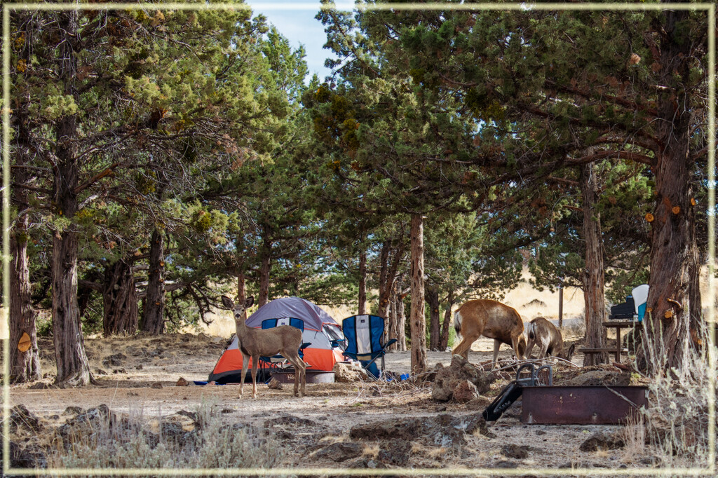 Enjoying their campground by 365projectorgchristine