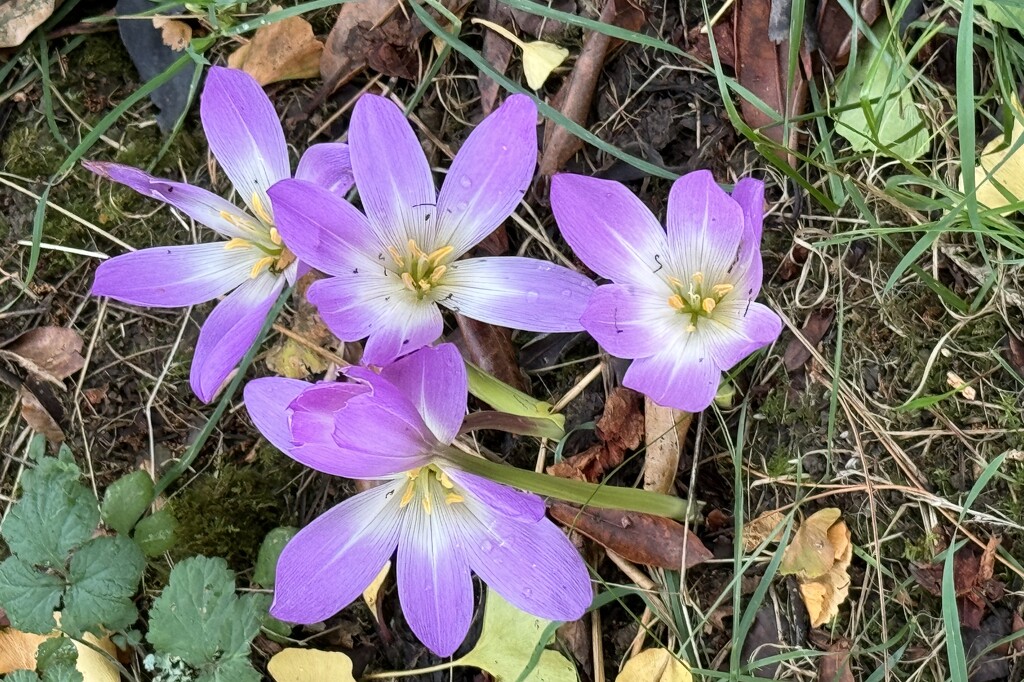 Colchicum (Naked Ladies) by susiemc