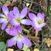 Colchicum (Naked Ladies)