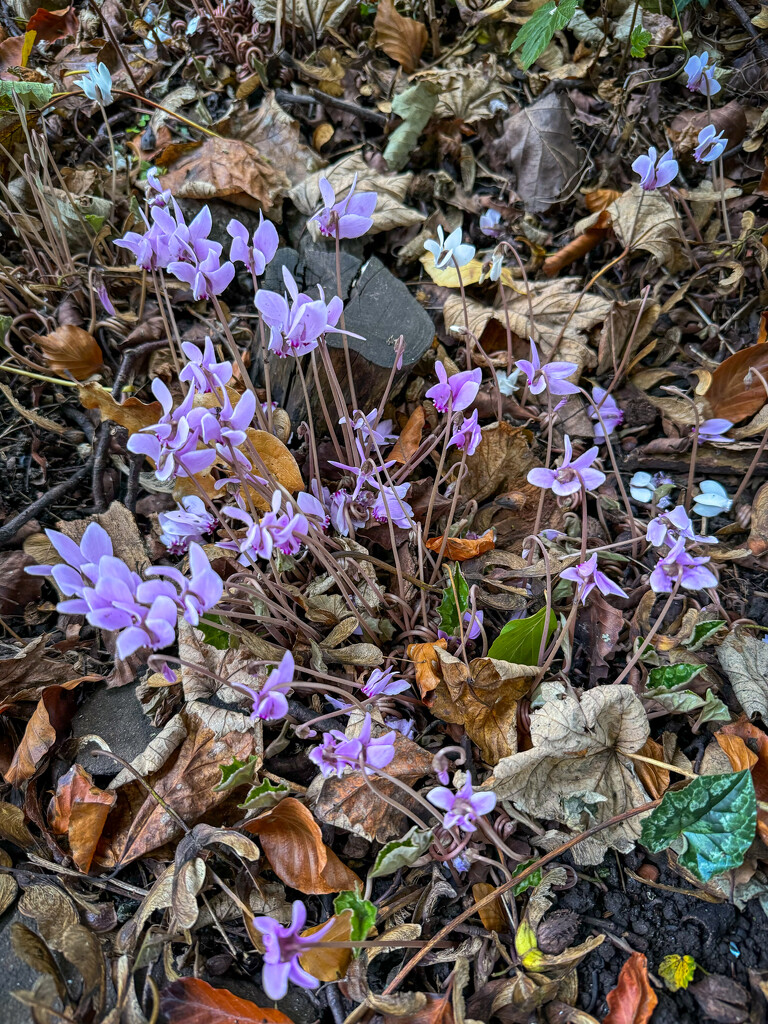 Autumn Crocuses by eviehill