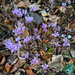 Autumn Crocuses