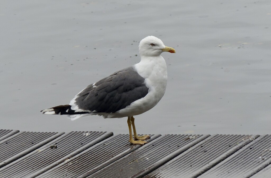 Lesser Black Backed Gull by susiemc