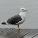 Lesser Black Backed Gull