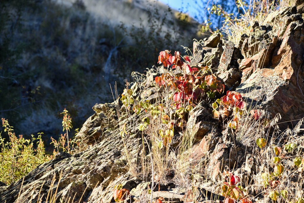 Rugged Beauty by bjywamer