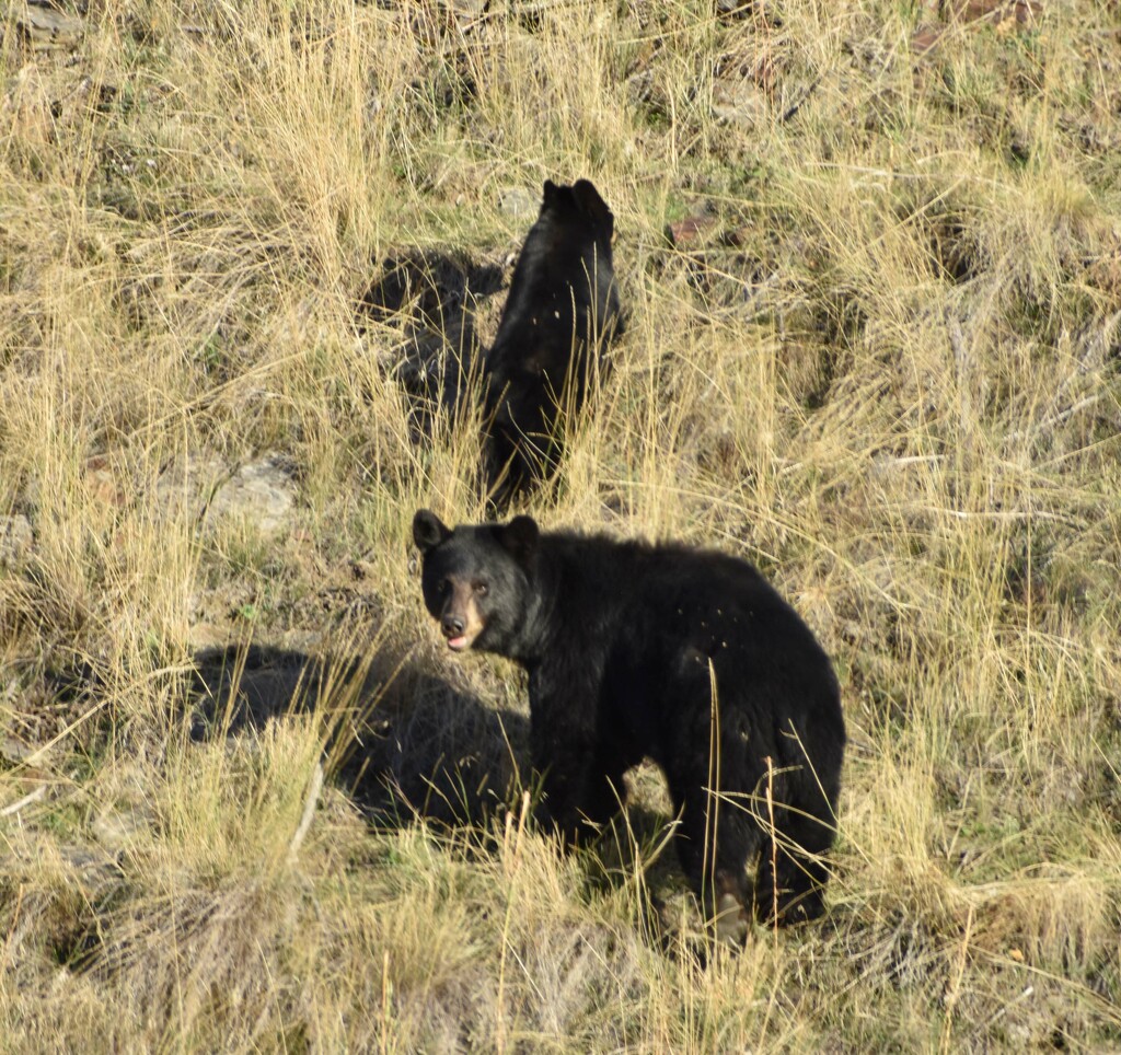 Mama Black Bear And Cub by bjywamer