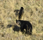 27th Sep 2024 - Mama Black Bear And Cub