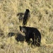 Mama Black Bear And Cub