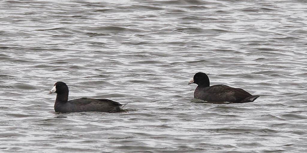 American coots by rminer