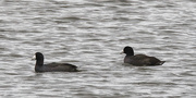 28th Sep 2024 - American coots