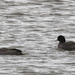 American coots