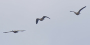 28th Sep 2024 - Canada geese in flight