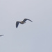 Canada geese in flight