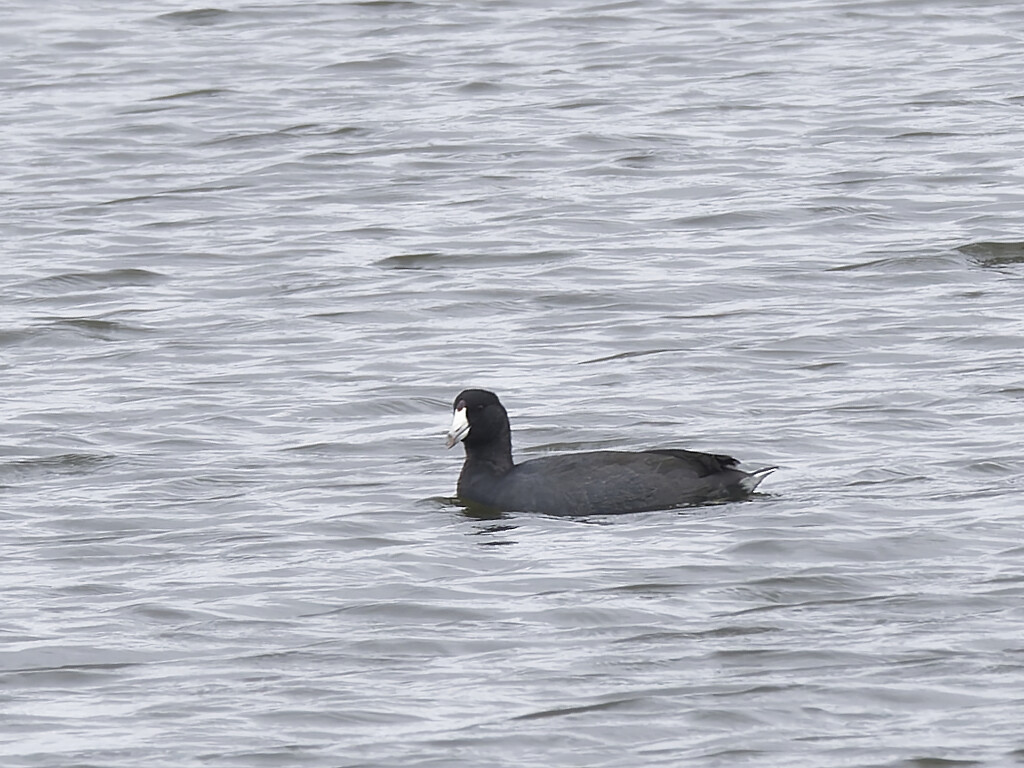 American coot by rminer