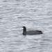 American coot