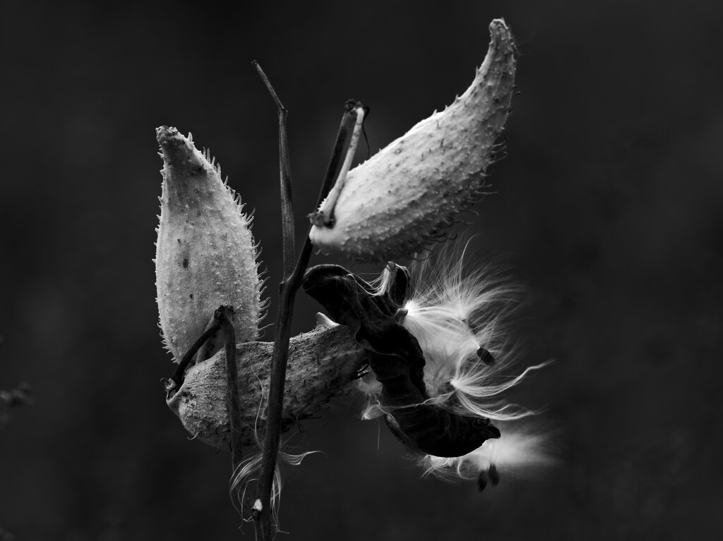 milkweed seeds by rminer