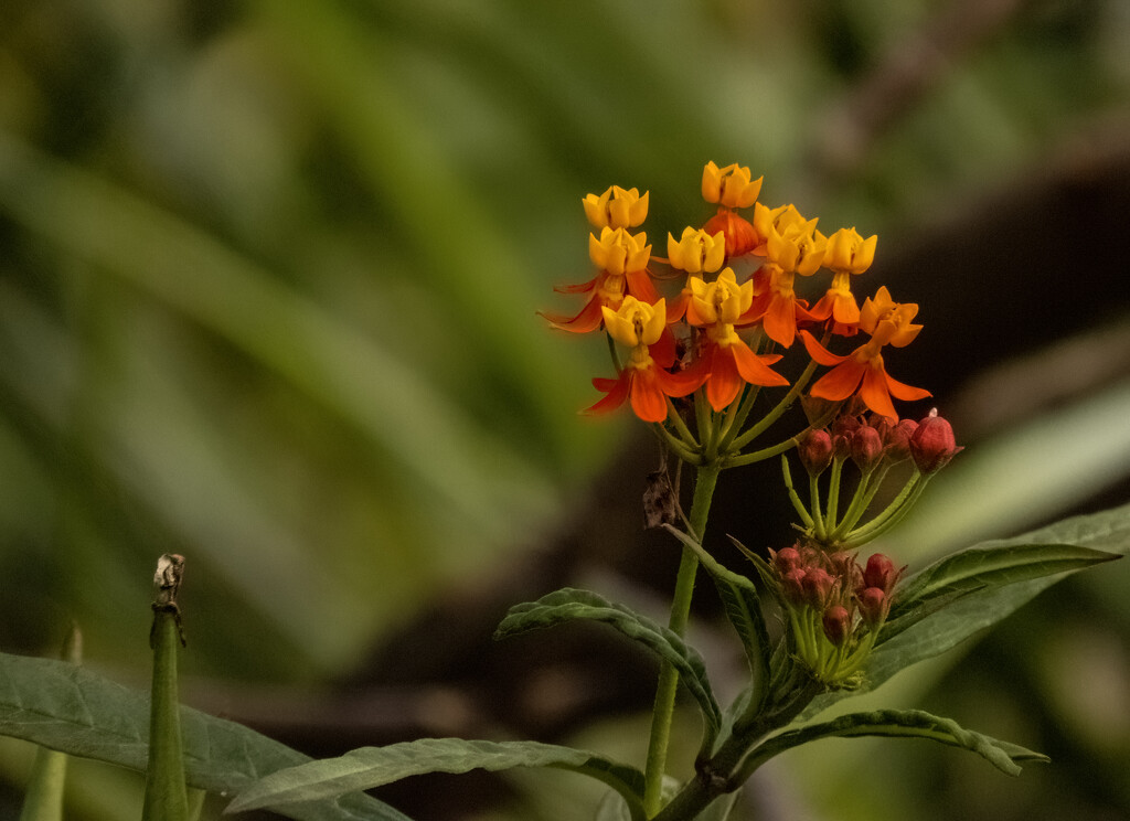 matching Milkweed by koalagardens