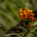 matching Milkweed