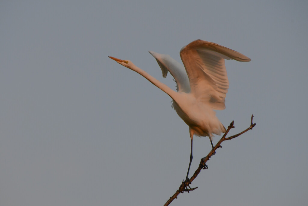 Streeeeeeetch! by kareenking