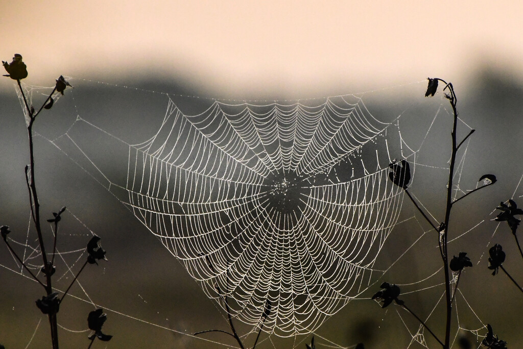 Nature's Web Design by kareenking