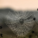 Nature's Web Design