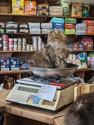 17th Mar 2024 - Unexpected item in the bagging area