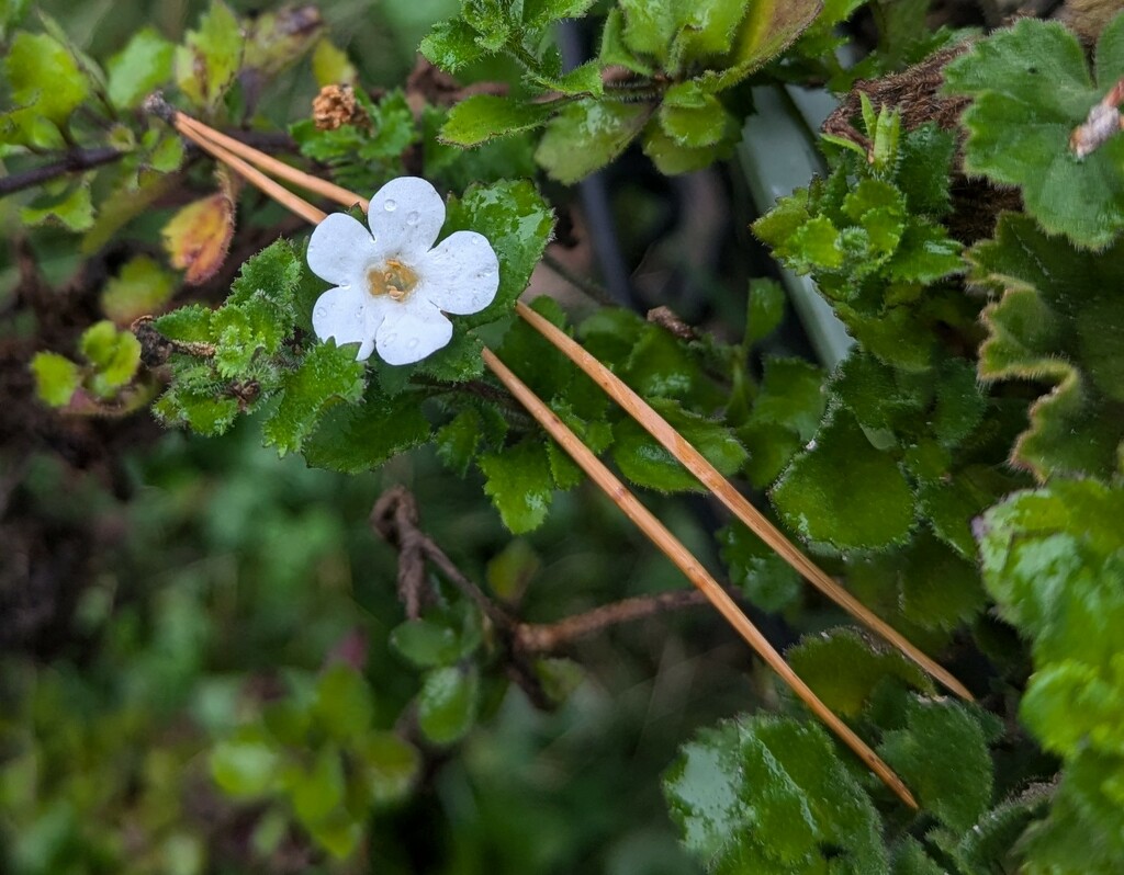 Flower Grew in a Pine Needle by julie