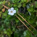 Flower Grew in a Pine Needle